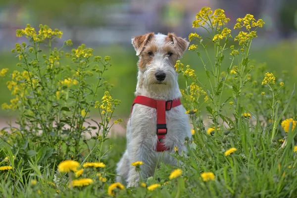 Bílá Červeným Airedale Teriér Mezi Žluté Pampelišky — Stock fotografie