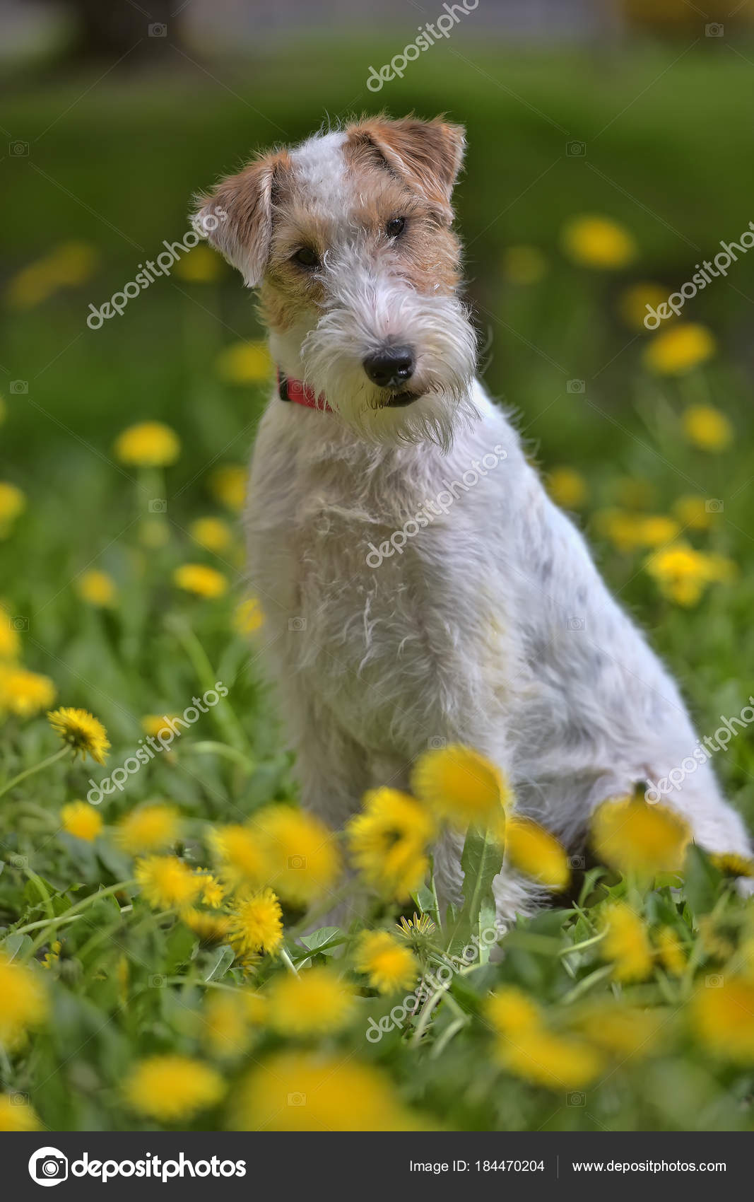 AKC Breeder Spotlight: Linda Jarvis of Lynaire Airedale Terriers, image size:1067x1700