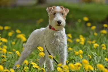 White with red airedale terrier among yellow clipart