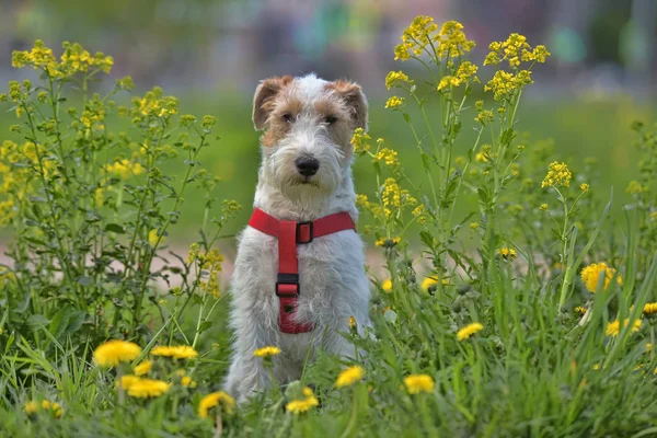 White with red airedale terrier — Stock Photo, Image