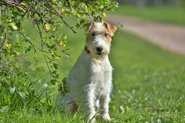 Airedaleterrier i sommar — Stockfoto