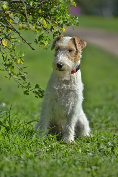 Airedale terrier en verano — Foto de Stock