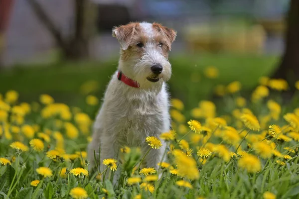 Branco Com Terrier Airedale Vermelho Entre Dentes Leão Amarelos — Fotografia de Stock