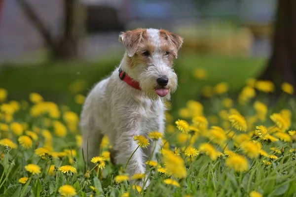 White with red airedale terrier among yellow — Stock Photo, Image