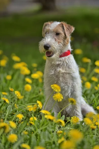 Blanco con rojo airedale terrier entre amarillo —  Fotos de Stock