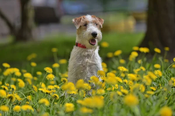 Bílá s červeným airedale teriér mezi žlutá — Stock fotografie