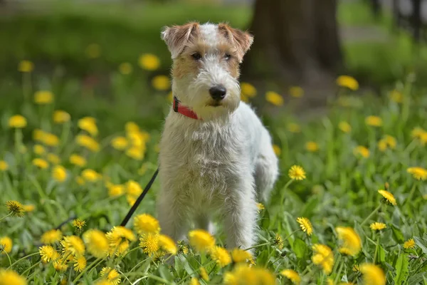 Blanc Avec Rouge Terrier Airedale Parmi Les Pissenlits Jaunes — Photo