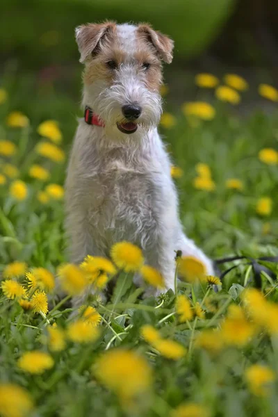 Blanco Con Rojo Airedale Terrier Entre Dientes León Amarillos —  Fotos de Stock