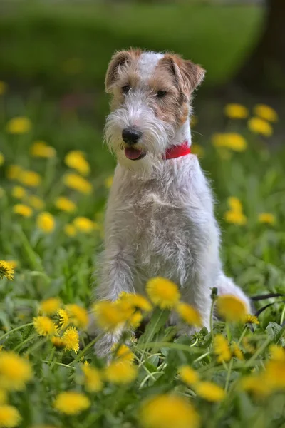 Wit met rode airedale Terriër onder geel — Stockfoto