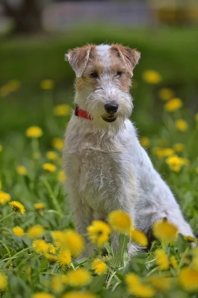 Bianco con terrier airedale rosso tra giallo — Foto Stock