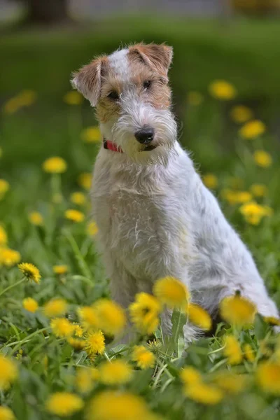 White Red Airedale Terrier Yellow Dandelions — Stock Photo, Image