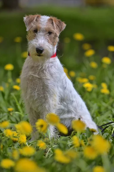 Bianco con terrier airedale rosso tra giallo — Foto Stock