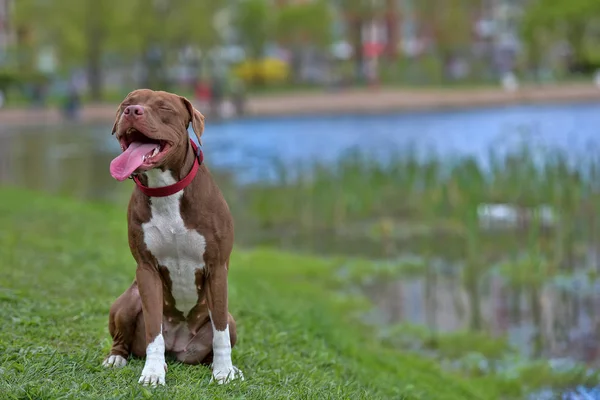 Pitbull Terrier con orecchie non tagliate — Foto Stock