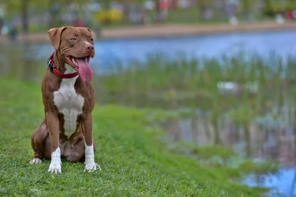 Pitbull Terrier Con Orecchie Non Tagliate Siede — Foto Stock