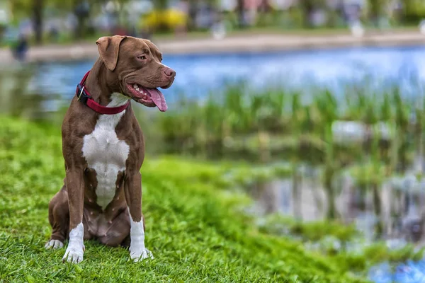 Pitbull Terrier con orejas no recortadas — Foto de Stock