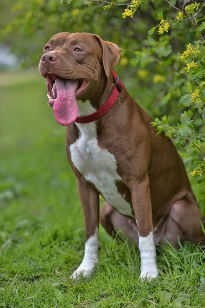 Pitbull Terrier Περικοπεί Δεν Κάθεται Αυτιά — Φωτογραφία Αρχείου