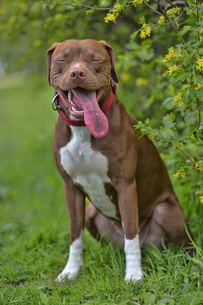 Pitbull Terrier com orelhas não cortadas — Fotografia de Stock