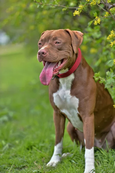 Pitbull Terrier com orelhas não cortadas — Fotografia de Stock
