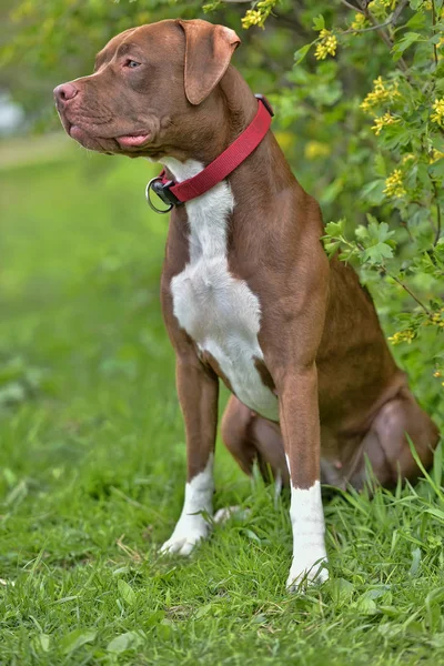 Pitbull Terrier nie przycięte uszy — Zdjęcie stockowe