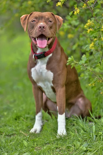 Pitbull Terrier con orejas no recortadas —  Fotos de Stock