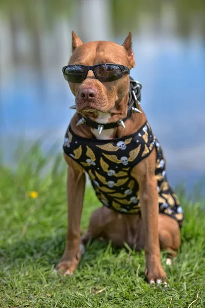 Pit Bull Terrier Collar Con Espinas Gafas Sol — Foto de Stock