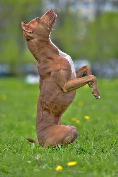 Pit bull terrier stojany — Stock fotografie