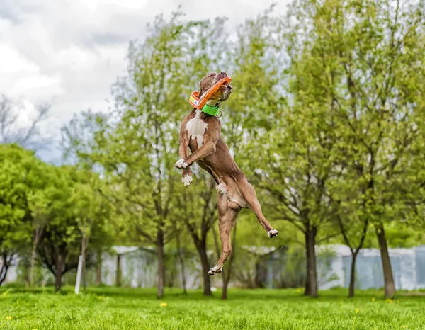 Pit bull terrier skacze, — Zdjęcie stockowe