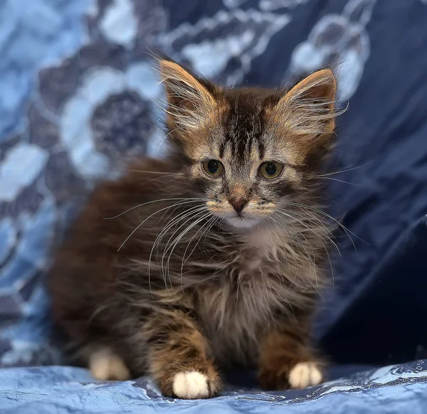 毛茸茸的西伯利亚小猫 — 图库照片