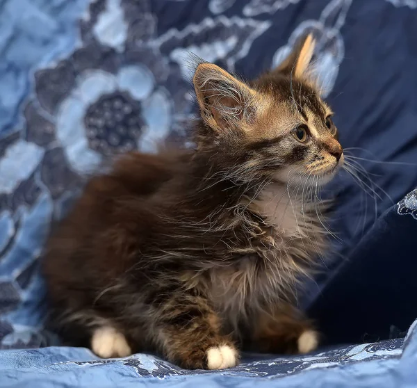 Пухнасті Сибірський кошеня — стокове фото