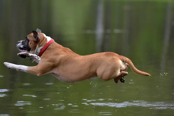 American Staffordshire Terrier Saltando Agua — Foto de Stock