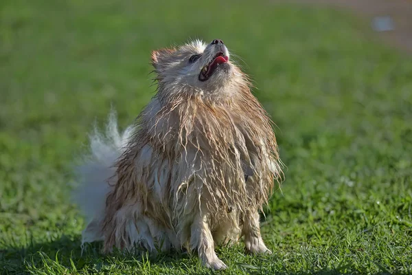 Spitz da Pomerânia molhado — Fotografia de Stock