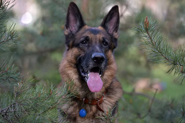 Portré egy német juhász kutya — Stock Fotó