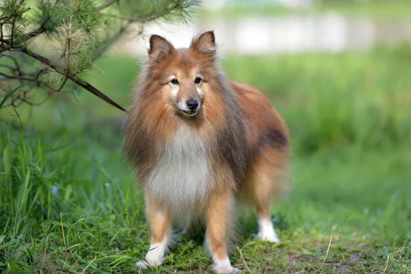 Σκύλος Φυλή Ράφι Ένα Πράσινο Γρασίδι — Φωτογραφία Αρχείου