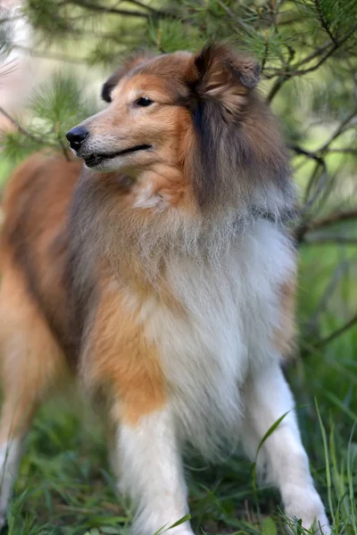 A raça de cão Sheltie — Fotografia de Stock