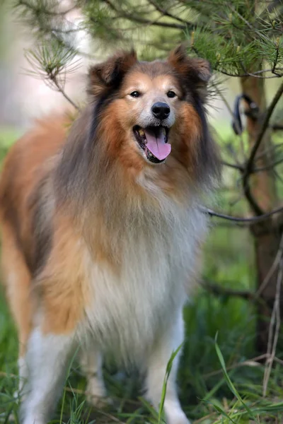 La raza del perro Sheltie — Foto de Stock