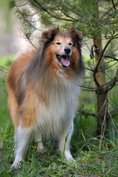 La raza del perro Sheltie — Foto de Stock