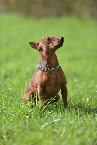 Een dwerg pincher springt — Stockfoto