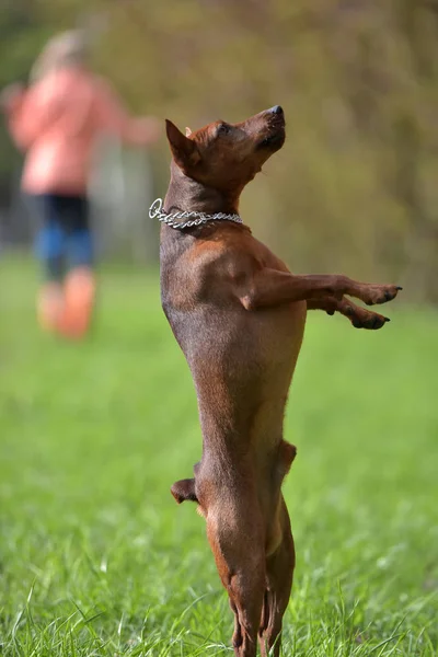 Dwarf Pincher Jumps Green Lawn — Stock Photo, Image