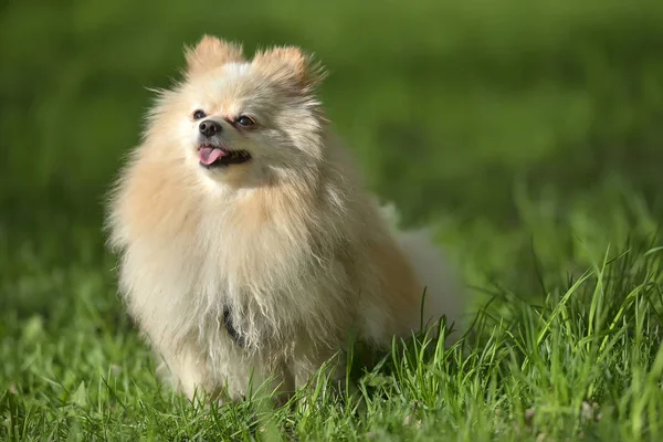 Pomerania — Foto de Stock