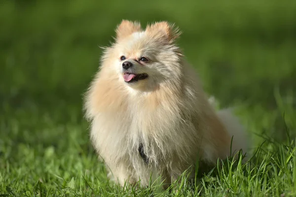 Pomeranian Background Green Grass — Stock Photo, Image