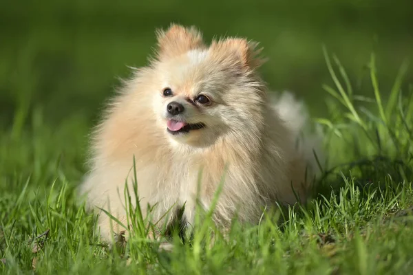 Pomerania — Foto de Stock