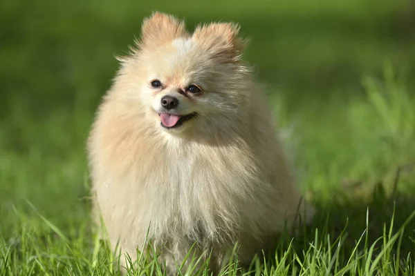 Pomerânia — Fotografia de Stock