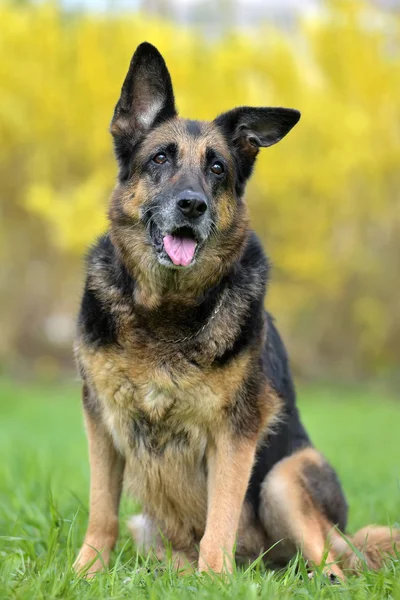 Portret Van Een Oud Duitse Herder Jaar Oud — Stockfoto