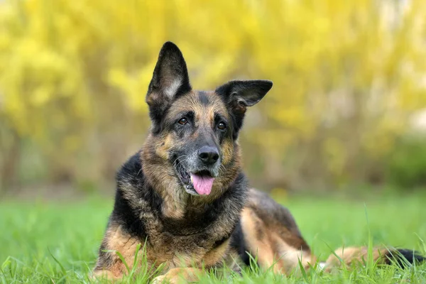 Portret van een oud Duitse herder — Stockfoto