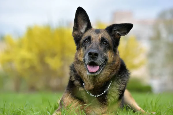 Portret Van Een Oud Duitse Herder Jaar Oud — Stockfoto