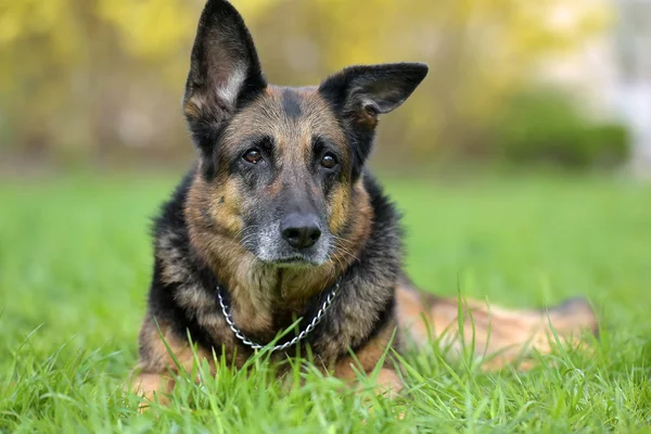 Portrait d'un vieux berger allemand — Photo