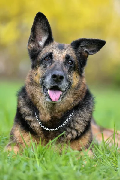 Portrait d'un vieux berger allemand — Photo