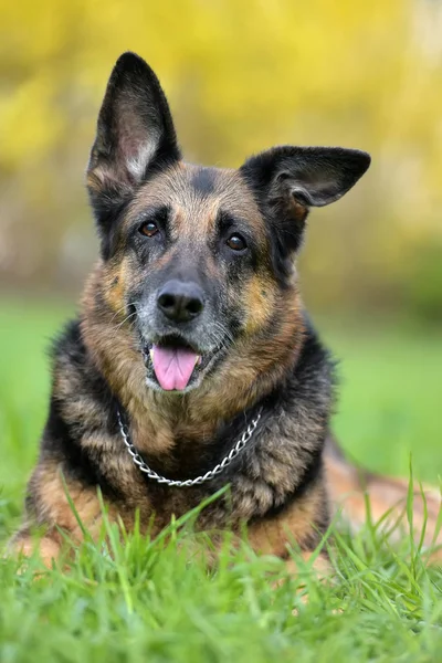 Portrait of an old German Shepherd — Stock Photo, Image