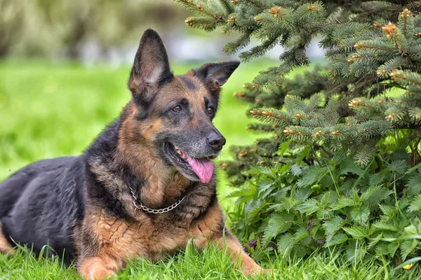 Portrait d'un vieux berger allemand — Photo