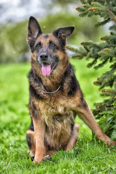 Portret van een oud Duitse herder — Stockfoto